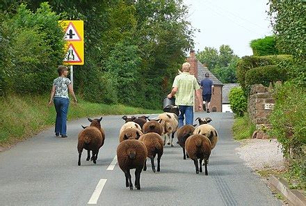 sheep wikipedia