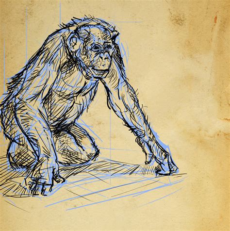 incisive artistry animal sketches
