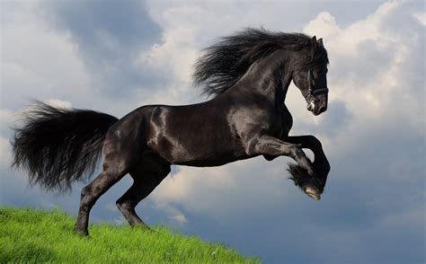 considerado el caballo mas hermoso del mundo razas de caballos images