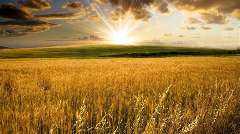 field pesquisa google field wallpaper wheat fields fields  gold