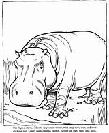 Zoo Hippo Hippopotamus Hippopotame Colouring Kolorowanki Hipopotamy Kolorowanka Dzieci Raisingourkids Coloriages Insertion sketch template