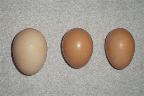 Eggs From Left To Right Wyandotte Australorp Australorp