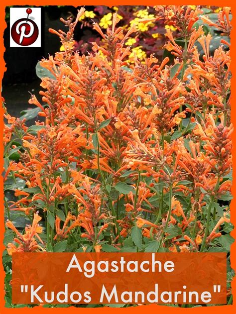 Agastache Kudos Mandarine Perennial Plants Flowers