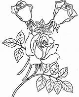 Rose Realistic Drawing Coloring Pages Getdrawings sketch template