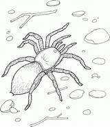 Spider Coloring Pages Printable Tarantula Kids Realistic Sheet Spiders Redback Giant Print Printables Jumping Bestcoloringpagesforkids Daring 1024px 79kb Rocks sketch template