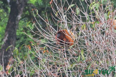 dicks dieren  suriname de rode brulaap