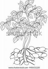 Potato Plant Coloring Shutterstock sketch template