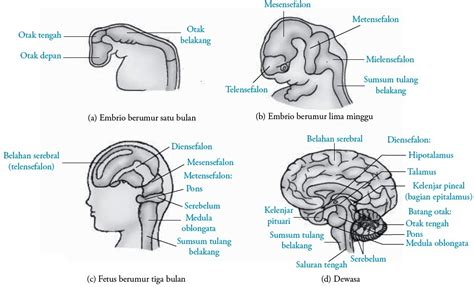 fungsi otak manusia struktur anatomi bagian