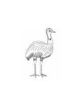 Bird Coloring Australian Flightless sketch template