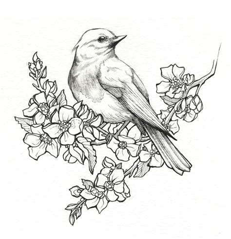 pencil drawing pictures  birds  getdrawings