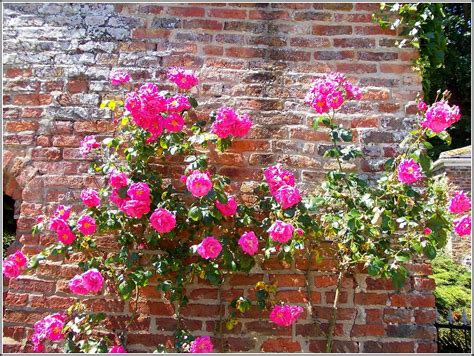 rose wall    entrance   rose garden  se flickr