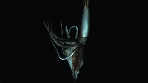 Giant Squid Filmed Alive In Deep Sea For First Time Cbs News