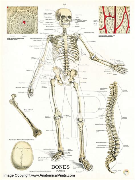 human bone anatomy chart anatomy charts  classes  masses