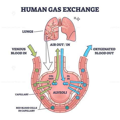 human gas exchange system  blood oxygen circulation outline diagram vectormine