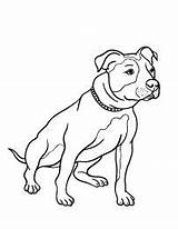 Pitbull Terrier Cane Tiernos Cani Staffordshire Staffy Hund Stampare Colouring Lapiz Hilos Clavos únicos Remeras Pitbulls Designlooter Perro sketch template