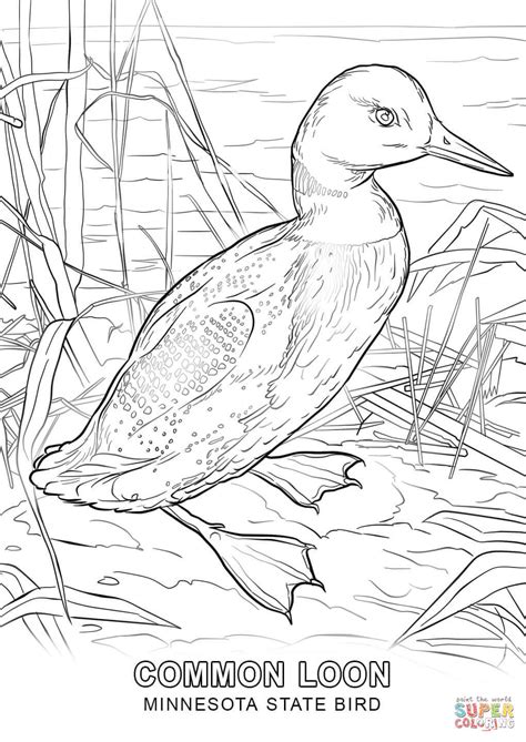minnesota state bird coloring page  printable coloring pages
