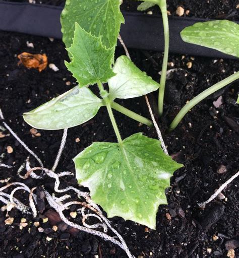 white spots wilting leaves on cucumber seedling transplants
