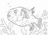 Coloring Puffer Pages Fish Pufferfish Drawing Spotted Printable Designlooter Drawings Crafts 1199 5kb sketch template