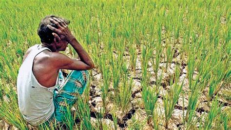 bjp blames punjab govt  farmers  dying