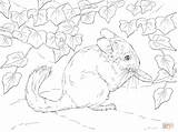 Chinchilla Coloring Pages Tailed Long Printable Supercoloring Print Chinchillas Crafts Drawing Animals sketch template