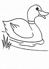 Zum Enten Coloring Pages Ausmalen Duck Ausdrucken Ausmalbilder Bilder Von Choose Board Kids sketch template