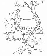 Goat Coloring Pages Goats Baby Kid Billy Three Gruff Kids Color Farm Animals Animal Boer Print Mom Desenho Cabra Clipart sketch template