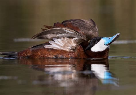 ruddy duck audubon field guide