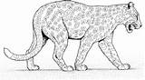Jaguar Pantera Panther Animales Colorir Dibujo Kleurplaten Giaguari Giaguaro Desenhar Boyama Kolorowanki Onca Onça Leopardy Gepardy Caminando Kleurplaat Animal Cammina sketch template