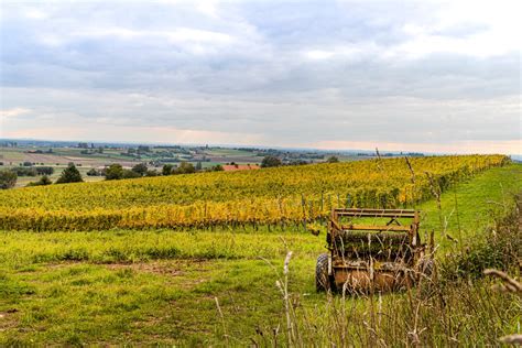 wijnen wijnen wijnen ontdek onze belgische wijnen  het heuvelland blog goodbyebe