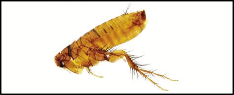fleas guaranteed pest control service  portland metro beaverton