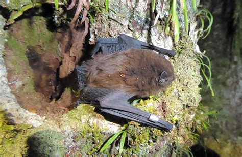 zealand long tailed bat native animal conservation