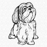 Lhasa Apso sketch template