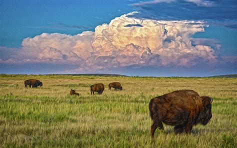 colorado bison herd photograph  christopher thomas