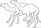 Camel Coloring Racing Pages Coloringpages101 Camels Getdrawings Drawing sketch template
