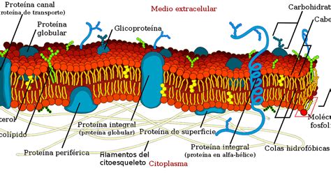 biologia  de mayo bi membrana celular