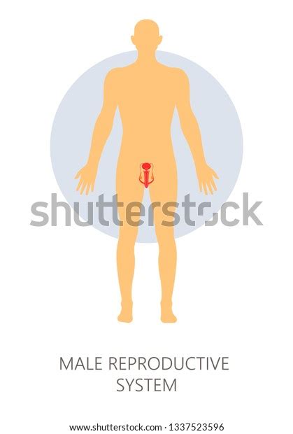 genitals male reproductive system isolated man stock vector royalty
