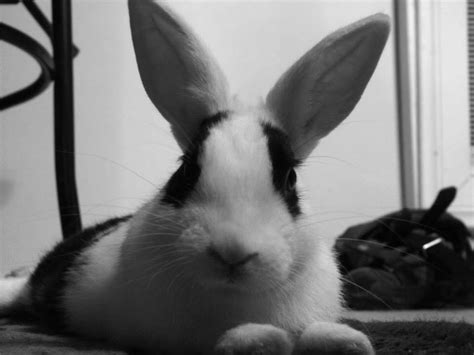 need advice on rabbit care