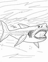 Megalodon Shark Coloring Pages Color Thresher Printable Para Colorear Colouring Dibujos Sharks Megalodonte Dibujo Tiburones Draw Megaladon Books Great Prehistoric sketch template