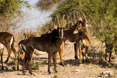 wildlife photos gemsbok in chobe national park botswana
