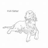 Irish Setter Breeds Dog List Facts sketch template