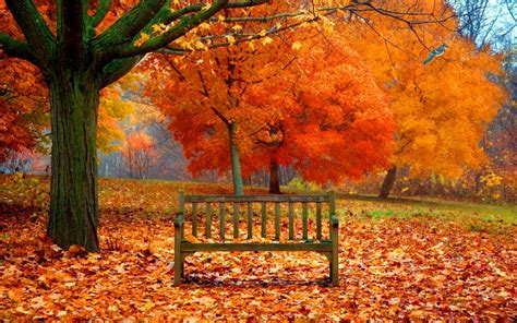 bench  autumn park image abyss