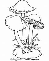 Mushroom Coloring Pages Drawing Mushrooms Easy Drawings Adult Alice Colouring Toadstool Toadstools Flower Books Printable Colorful Draw Mcgee Sketches Outline sketch template