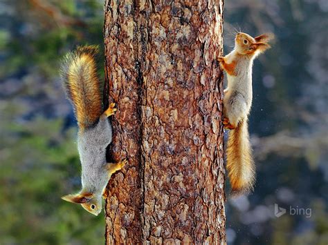 Eurasian red squirrels in Finland-2016 Bing Desktop