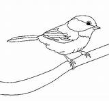 Uccellino Oiseau Petit Passarinho Colorir Dibuix Acolore Passerotto Cdn5 Coloritou Coloriage Tudodesenhos Uccelli Stampare Klaus Oiseaux Dibuixos Pitturato Colorato Dessins sketch template