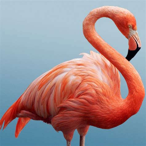 amazingly colorful facts  flamingos page  animal encyclopedia