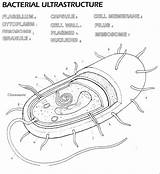 Bacteria Prokaryotic Bacterial Prokaryotes Homeschool Biology Labeling 6th K12 Lr Nj Peep sketch template