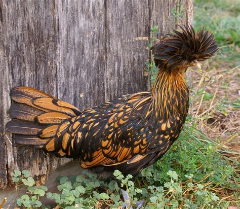 fancy chicken   harvey firestone farm  greenfield  flickr