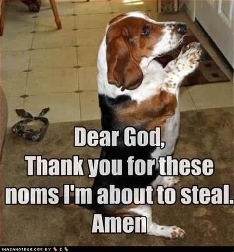 The 35 Funniest Basset Hound Memes Of All Time Page 7 Of