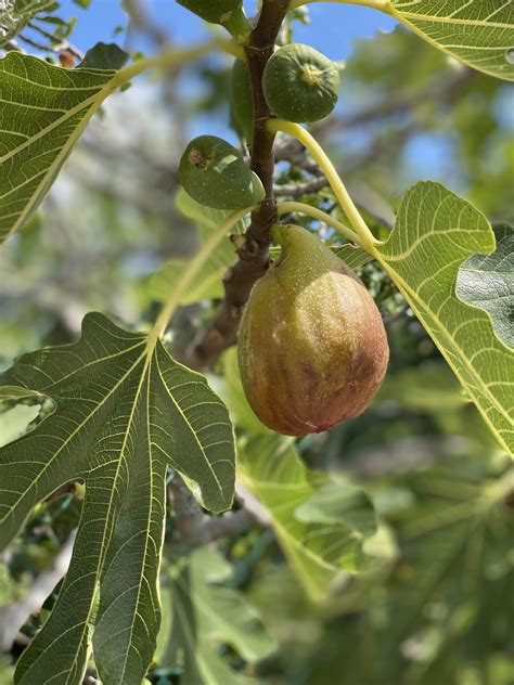 huge figs rfigs