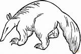 Anteater Coloring Pages Drawing Aardvark Ant Eater Cliparts Kids Pangolin Clipart Giant Printable Template Clipartbest Getdrawings Az Color Clip Supercoloring sketch template